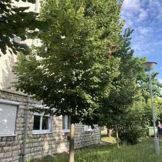 Oázis Apartman Veszprém (5)