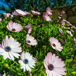 Apartmanok A Tenger Mellett Martinscica Cres - 14334 Martinšćica (5)