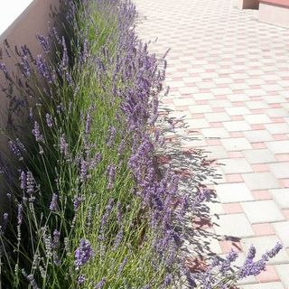 Apartmanok Parkolóhellyel Privlaka, Zadar - 14465 Privlaka (4)