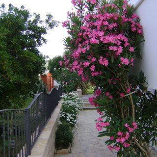 Apartmanok A Tenger Mellett Ljubac, Zadar - 14593 Ljubač (4)