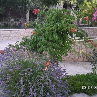 Apartmanok A Tenger Mellett Ljubac, Zadar - 14593 Ljubač (5)