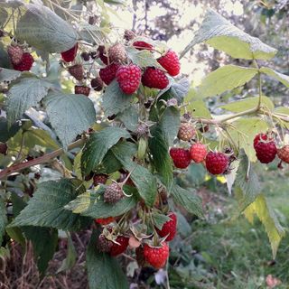 Apartament - pokoje u Elżbiety (4)