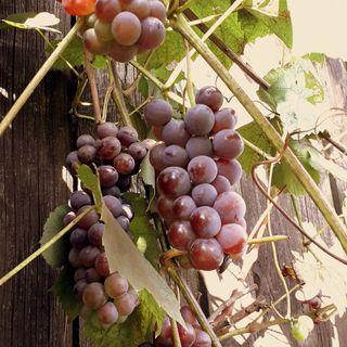 Apartament - pokoje u Elżbiety (5)