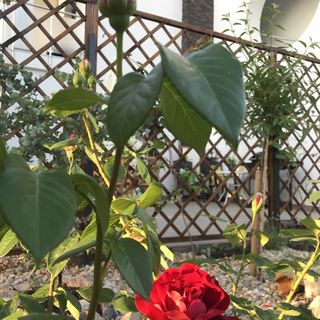 Apartmani Lesjak Punat (4)