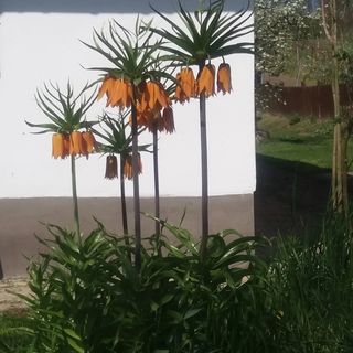 Palóc Porta Vendégház Cserháthaláp (5)