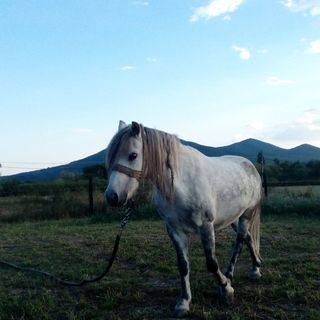 Sprencz Családi Major Sátoraljaújhely (4)