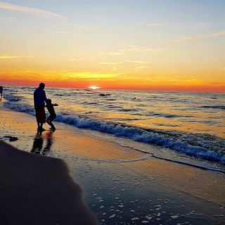 Konik Morski Dębki (2)