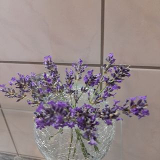 Anna Vendégház Cserszegtomaj (5)