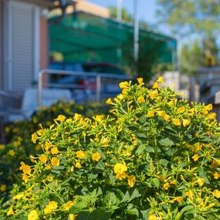 Apartment Vjeko Vantacici (4)