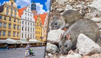 Walcz z plag szczurw. To moe by pocztek problemw. "Rynek zacznie si rusza"
