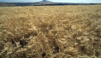 Eksport zbóż z Ukrainy wraca do poziomu sprzed wojny. Polscy rolnicy są zaniepokojeni