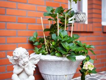 Hortensjowy Zakątek