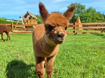 Agroturystyka Folwarczek