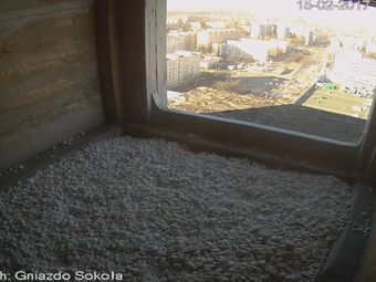 Kamera Szczecin, Widok z 21 piętra budynku PAZIM - Gniazdo sokoła