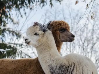 Agroturystyka pod Strażnicą