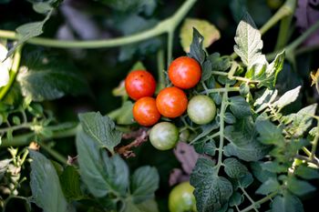 Jak przycinać pomidory koktajlowe? O tym pamiętaj