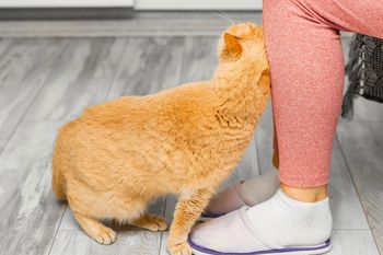 Kot się o ciebie ociera? To oznacza tylko jedno