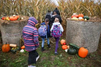 Polska liderem dyni w UE. Co napędza boom i gdzie trafiają zbiory?