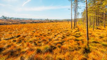 Bór na Czerwonem w Nowym Targu: torfowisko, kładki i widok na Tatry
