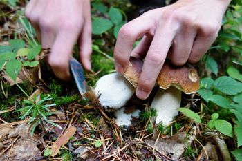 Nie bierz ich do domu. Są pełne toksyn i bakterii