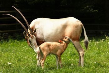 Cud narodzin w Polsce. Gatunek uznany za wymarły wraca do życia