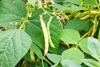 Nigdy nie jedz prosto z krzaka. Skutki mogą być opłakane