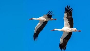 Wielki powrót bocianów. Mogą przylecieć szybciej niż myślisz