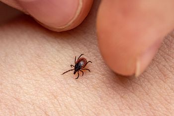 Włóż do kieszeni. Kleszcze będą omijać cię z daleka