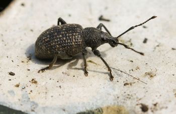 Widzisz w ogrodzie? Zwalczaj, nim będzie za późno