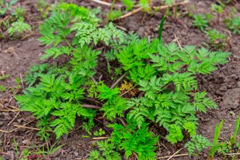 Łatwo pomylić z pietruszką. Wytnij, nim dojdzie do nieszczęścia