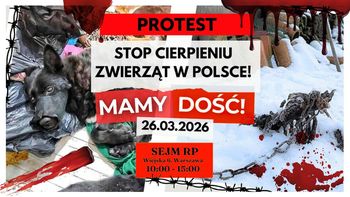 Protest "STOP cierpieniu zwierząt". Rusza Marsz Wyzwolenia Zwierząt w Polsce