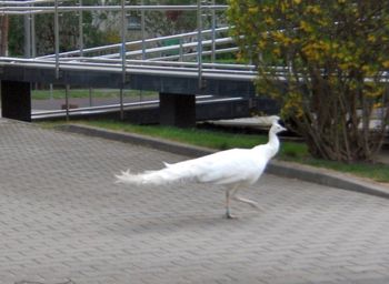 Biały paw na ulicach Mokotowa. Niezwykła akcja straży miejskiej zakończona sukcesem