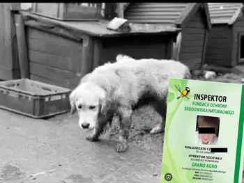 Oskarżona o znęcanie się nad zwierzętami Dyrektorem w Fundacji Grand Agro!