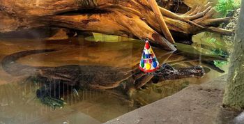 96 lat i w świetnej formie. Marta zaprasza na wyjątkowe przyjęcie