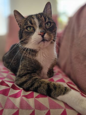 Co kot chce ci powiedzieć? Kocia mowa ciała - przewodnik