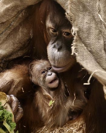 Historyczne narodziny w Łodzi. Pierwszy orangutan sumatrzański w Polsce przyszedł na świat
