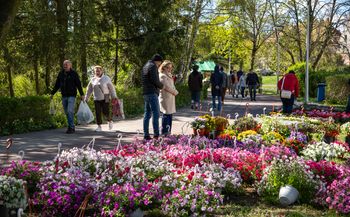 Miasto Ogród w Pile zachwyca. Drugi dzień wielkiej wystawy na Wyspie