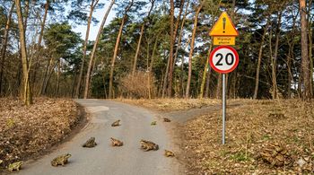 Uwaga kierowcy! W Poznaniu żaby przejmują stery (i ulice)