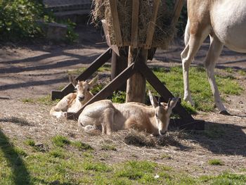 Radosna nowina z ZOO Płock. Urodził się kolejny oryks szablorogi