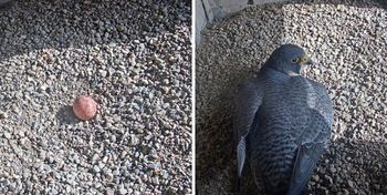 Kolejne pokolenie płockich sokołów już w drodze!