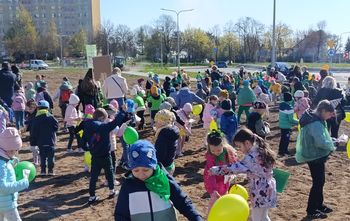 Ostrowiecka Ekobrygada wysiała miejską łąkę. Ponad 600 dzieci w ekologicznej akcji przed Dniem Ziemi