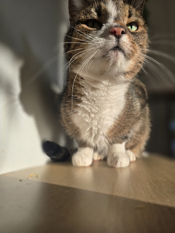 Twój kot oszalał na punkcie kremowych tubek? Naukowcy wyjaśniają, dlaczego ma to sens