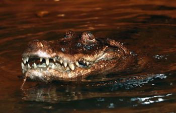 96 lat i w świetnej formie. Marta zaprasza na wyjątkowe przyjęcie