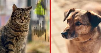 Piła: Dopłaty do kastracji psów i kotów