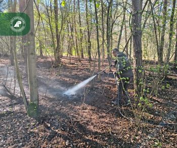 Cztery pożary w dwa tygodnie. Alarm w Nadleśnictwie Łąck