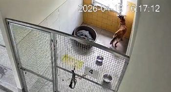 Ten piesek uciekł ze schroniska. Wszystko nagrały kamery (WIDEO)