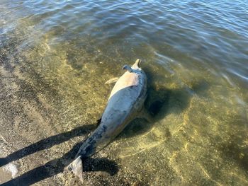 Martwy delfin na plaży nad Zalewem Szczecińskim. Coraz więcej waleni w Bałtyku