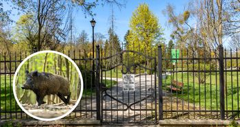 Park Miejski w Pile zamknięty. Dziki sparaliżowały majówkę