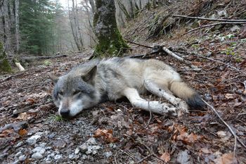 Masowe śmierci wilków w sercu Włoch. Śledczy podejrzewają zatrucie