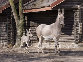 Nowa mieszkanka ZOO Płock – urocza ośliczka już zachwyca odwiedzających